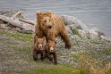 153 Katmai NP, bruine beren